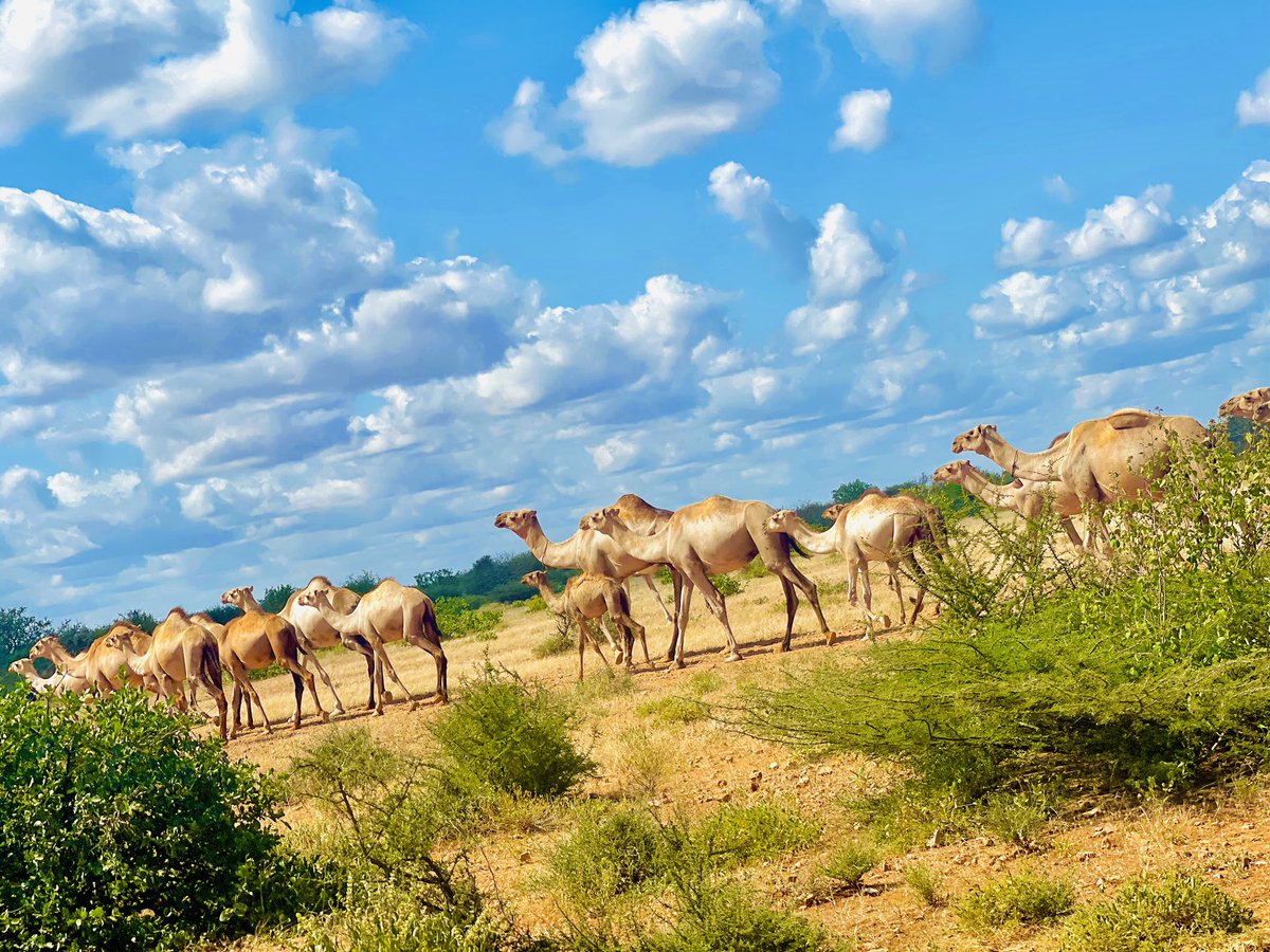 BlessedTsiyon's tweet photo. Beautiful day:Somali https://t.co/gBeLvDips2