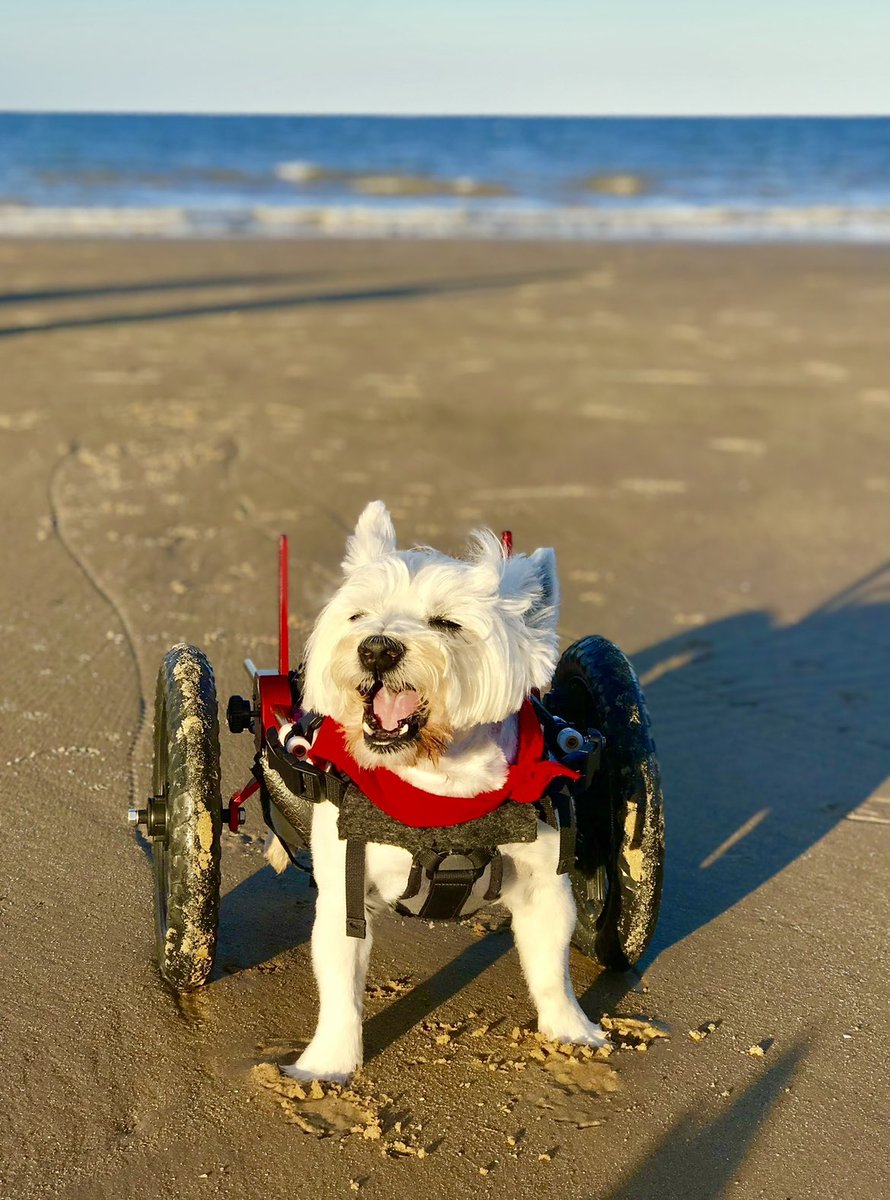Lord Billy (oh, and Beatrix) tweet media