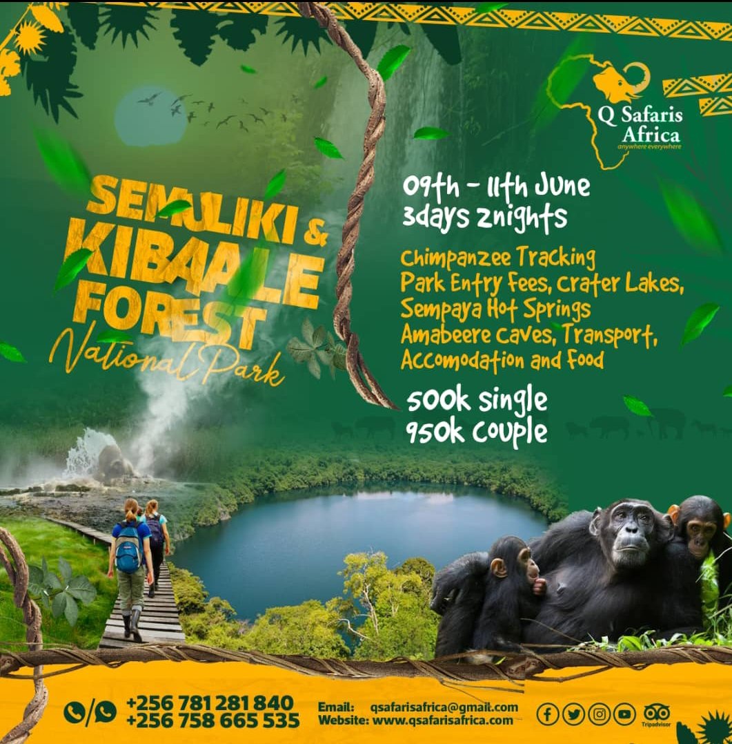 Here we connect you to 'The Primate Capital Of The World #with A True Birders Haven' #KibaleNationalPark #SemulikiNationalPark
#ExploreUganda
#visitUganda 
#DomesticTourism
For booking contact us below on  👇
@QSafarisAfrica 
📎qsafarisafrica@gmail.com 
📎qsafarisafrica.com