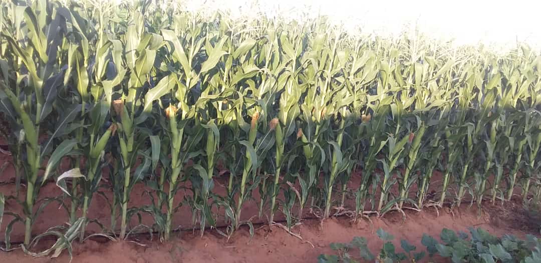 dadyMAKK's tweet photo. Today I want to sell Eemwenge nOmapungu to you, just something Sweet. Ongwediva, Oshakati. One cane is N$20 Only and One Comb is N$10 Only - Delivery is N$10. Or you can come to Omatala gaShakati.
+264814334640

Please Retweet to share, don't just like. https://t.co/0ReNSbe7nF