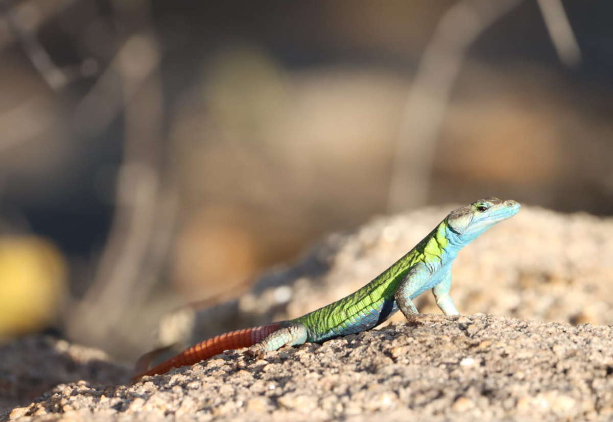 EcoTraining's tweet image. EcoTraining students are having a great time in the African bush!! 
 
They live, breathe and experience all things nature &amp;amp; wildlife for 35 days! Everyone completed their online Field Guide course and then moved on to the practical component.

#fgasa #ecotraining #35dayspractical