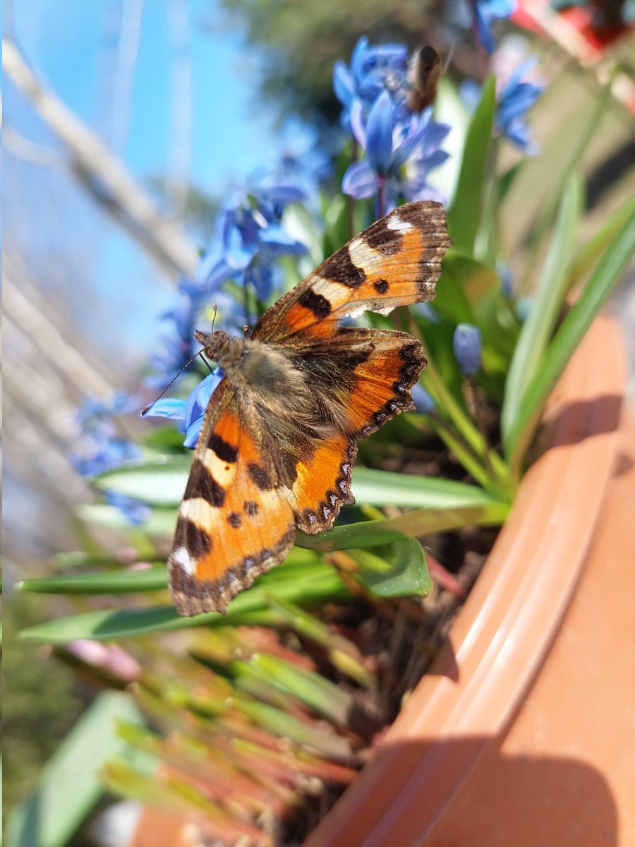 sarmuce's tweet image. Pavasara vēstneši...