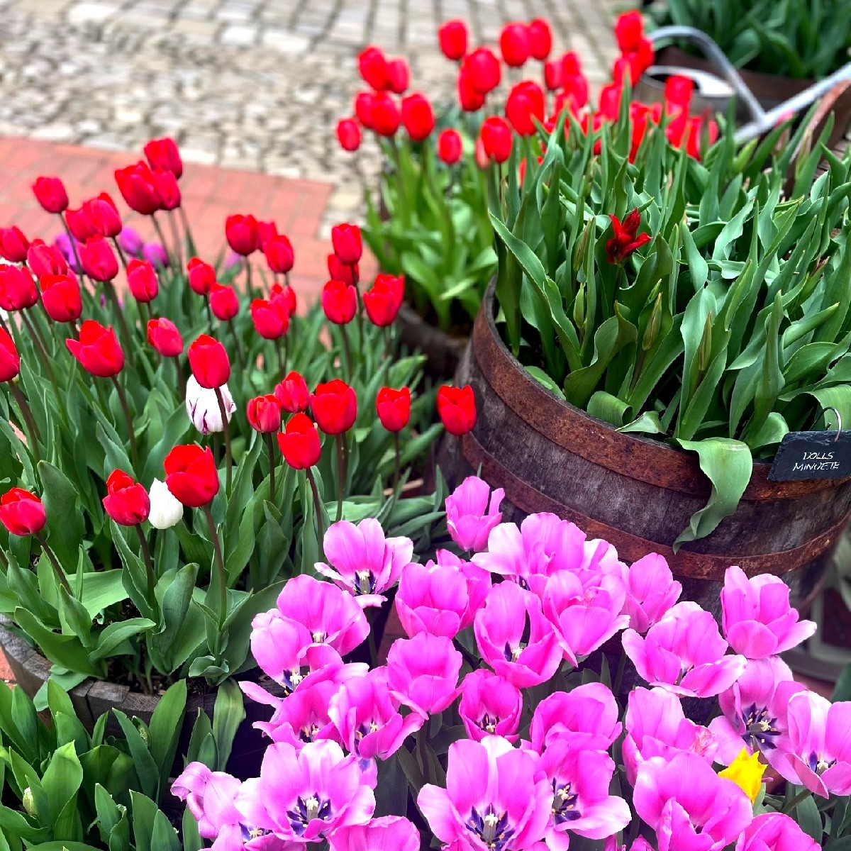 🌷 Over 110,000 tulips are coming out at Hampton Court Palace 🤩 If you’re visiting our Tulip Festival, don’t forget to tag us in your #PalacePhotos 📸 

🎟 fal.cn/3xARn