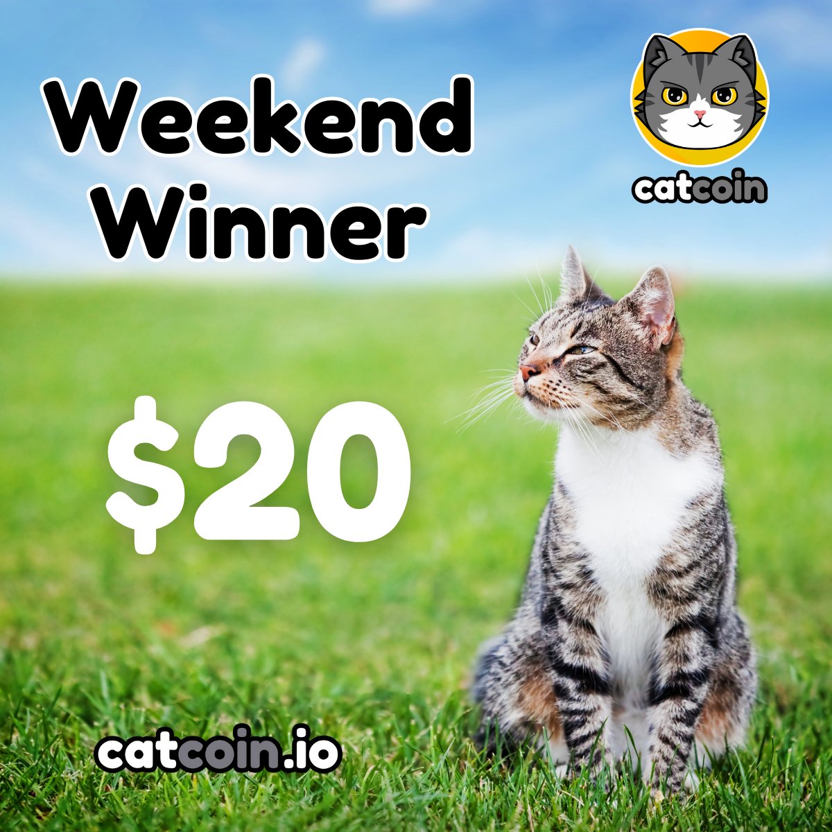 officialcatcoin's tweet photo. Weekend Winner - $20! 

• Follow @officialcatcoin
• Retweet
• And comment #Catcoin #BUSD #giveaway

Ends April 22nd at 8am UTC https://t.co/c6wkPJzIUW