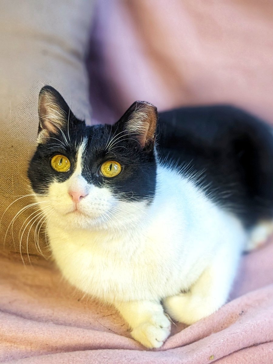 fourpawsAU's tweet photo. #FightforCatsFriday Former street cat Granny 🐈
Granny has two modes: “hug me!” & “purr”.
Brought to our Bulgaria clinic for desexing, Granny needed further care for respiratory disease & a viral gastroenteritis.
Granny is now healthy again & has found a loving home 🏡! https://t.co/UYDikWJHeQ