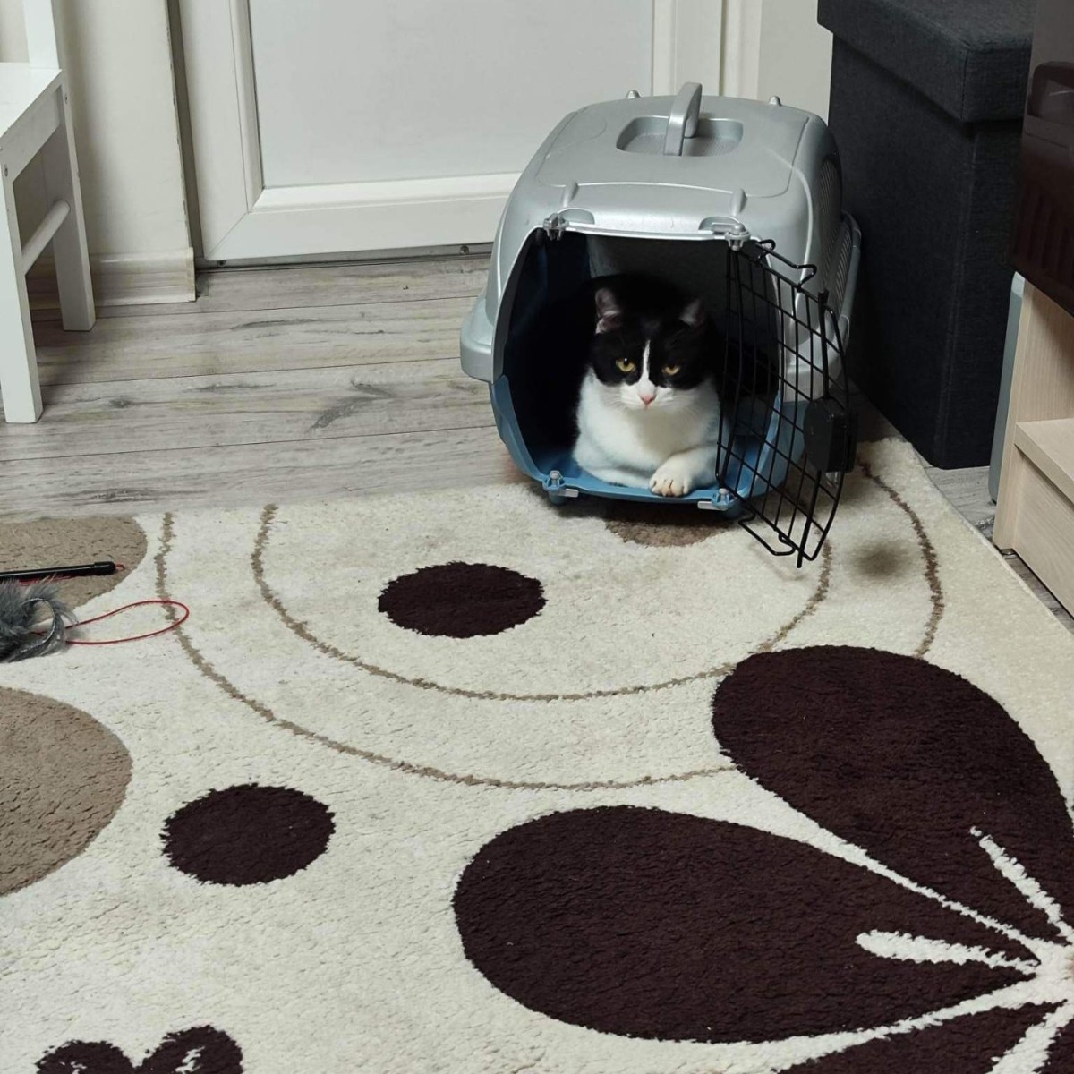 fourpawsAU's tweet photo. #FightforCatsFriday Former street cat Granny 🐈
Granny has two modes: “hug me!” & “purr”.
Brought to our Bulgaria clinic for desexing, Granny needed further care for respiratory disease & a viral gastroenteritis.
Granny is now healthy again & has found a loving home 🏡! https://t.co/UYDikWJHeQ