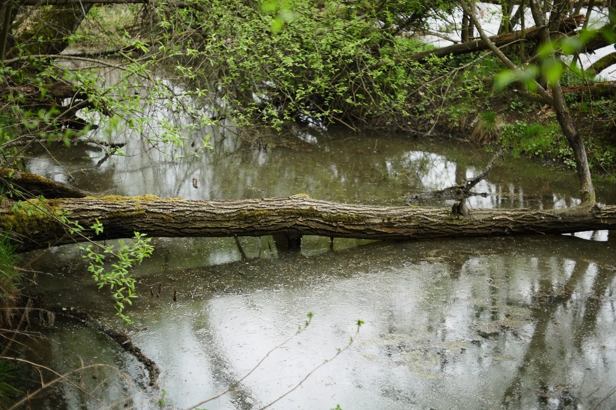 PremekVavrousek's tweet photo. Fuji X-E1 mě baví stále více. Krásné barvy a mnoho možností ladit vlastní barevné recepty. V tomto případě můj vlastní recept WarmNegative. Jak se vám líbí?
#fujiphotography #fujilove #fujicolors #sooc #fujixe1 #ttartisan35mm #naturephotography #spring #fujirecipe #warmnegative https://t.co/ALLTywTnPc