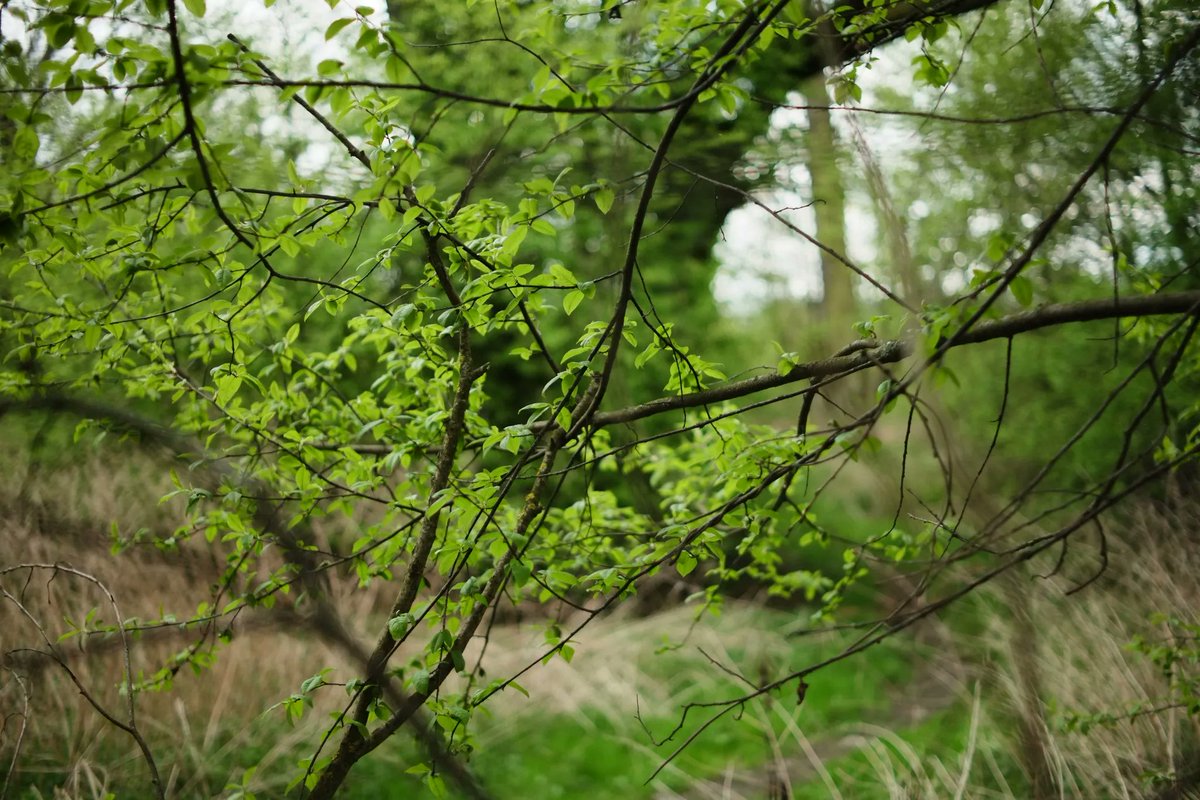 PremekVavrousek's tweet photo. Fuji X-E1 mě baví stále více. Krásné barvy a mnoho možností ladit vlastní barevné recepty. V tomto případě můj vlastní recept WarmNegative. Jak se vám líbí?
#fujiphotography #fujilove #fujicolors #sooc #fujixe1 #ttartisan35mm #naturephotography #spring #fujirecipe #warmnegative https://t.co/FAd86u8G4q