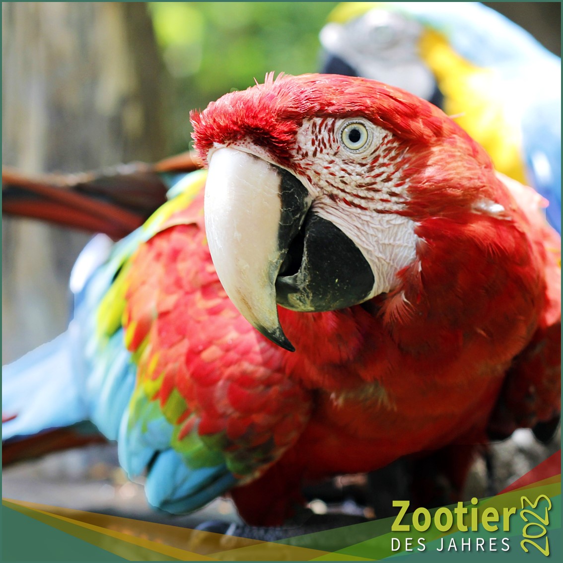 Viele Ara-Arten haben diesen fast federlosen Gesichtsfleck. Die Anordnung der Federn auf diesem Fleck ist so einzigartig wie unser Fingerabdruck.
Foto: Chaubitencourt

#zootierdesjahres #zootierdesjahres2023 #ara #zoos #conservation #zgap #macaw #wildlife #conservation