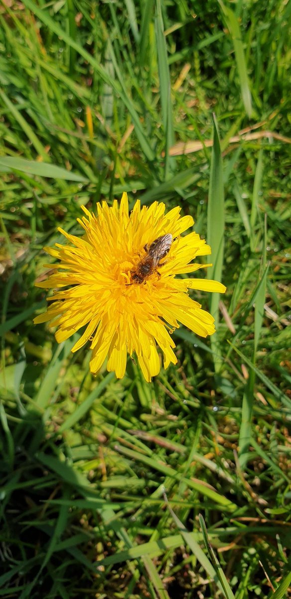 pimlemmers's tweet image. Vergeet dit weekend aub de Bijentelling niet. Deze werd met een week verlengd vanwege de kou. Zaterdag staat ook in het teken van de Nationale Zaaidag, de 10e editie 🥳 #bijen #wildebijen #pollinators #earthday #zaaiendoetzoemen #vlinders #guerillagardening #steenbreek