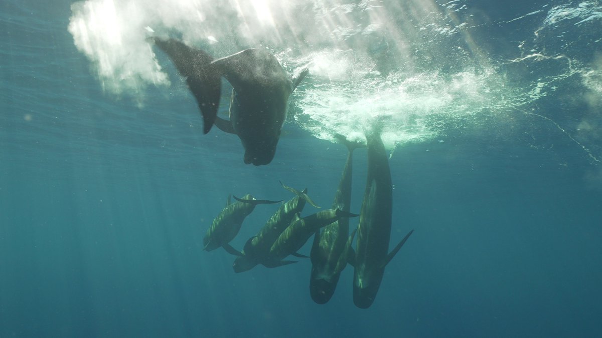FilmsPelican's tweet photo. Film réalisé dans le cadre du projet CHARISMA, soutenu par le Labex Les passés dans le présent @uparisnanterre @fondationmsh
complices prod moderatofilms 🎬
complices matos @orcasportswear 🥽🌊🙏 https://t.co/kZf7HUXOsO