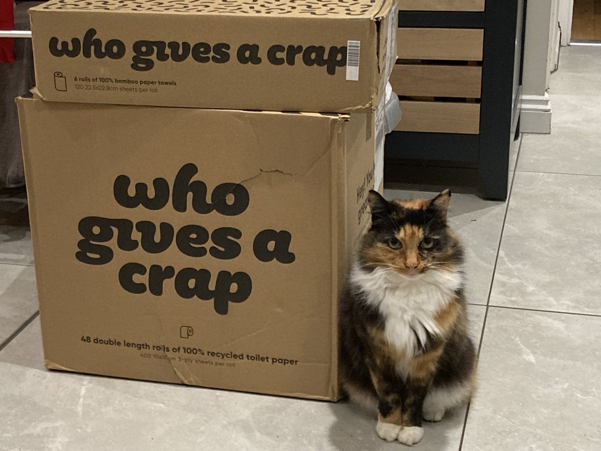 ChloePrevett's tweet photo. @garius Kitty has strong feelings about this https://t.co/RSJpeMKLup