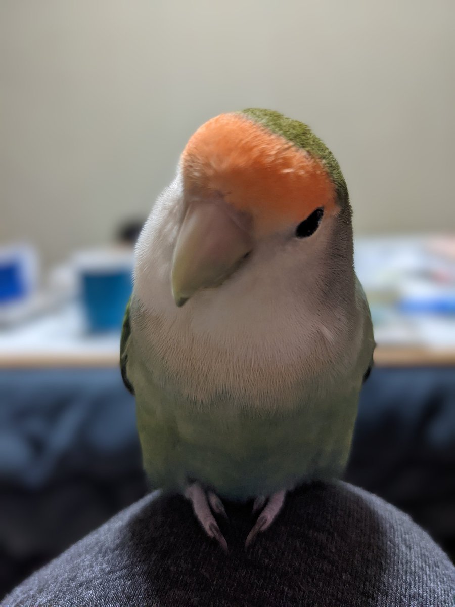 VGf2aOzA9R37488's tweet photo. どうしてうちの子の情報は全くないの？
一欠片の希望も無くて
あの日の出来事は
『しゃーない』で済まされる事ではないのに
それなら自分が逃してた方が
まだましだった
毎晩、寝ようとすると思い出す
あなたを守れなかった
ずっと、あなたを思い続ける
帰ってきて
める
#迷い鳥　#目撃・保護　#大分 https://t.co/mUHFzNcqSb