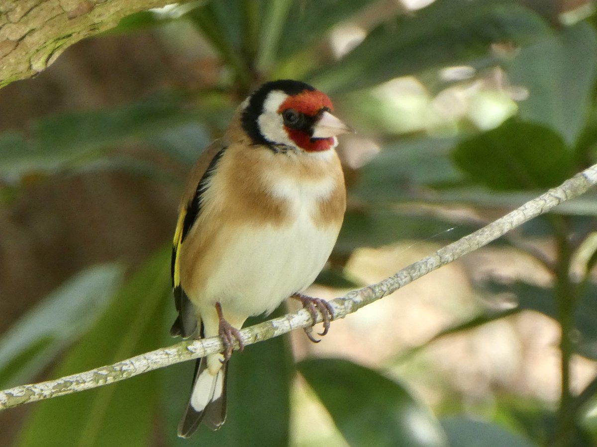 Dulwich Park Friends tweet media