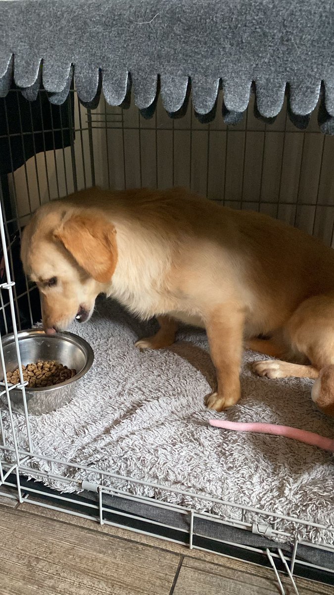 Little Kamila has arrived at her fosters. She is very friendly and happy. Playful too despite her long journey. I am looking forward to seeing her personality. Very grateful to <a href="/GWDRescue/">Girls with Dogs Rescue</a> and <a href="/karenandkatie/">🏴󠁧󠁢󠁳󠁣󠁴󠁿Kazabella🏴󠁧󠁢󠁳󠁣󠁴󠁿</a>. She will be looking for her forever home soon. Hope she’s snapped up 🙏