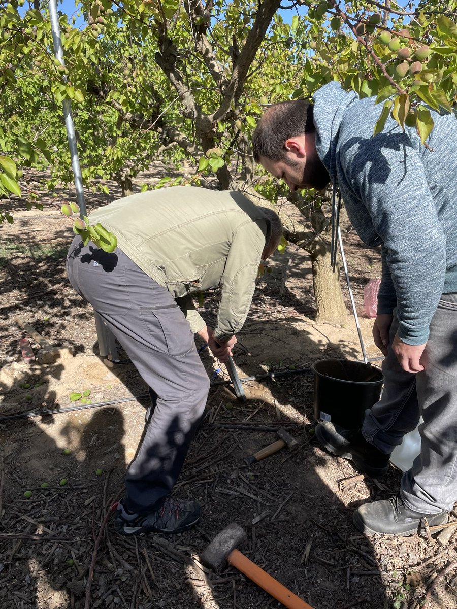 Continuem amb la instal·lació de tecnologies per realitzar el monitoreig de la fertirrigació en fruiters: sensors d'humitat al sòl, ió selectiu N/K, sondes de succió, dendròmetres i més, de la mà de Ravah|Tech.
@FertiDigital
#DemosPATT
<a href="/agriculturacat/">Agricultura</a>
<a href="/ruralcat/">Ruralcat</a>
<a href="/irtacat/">IRTA</a>