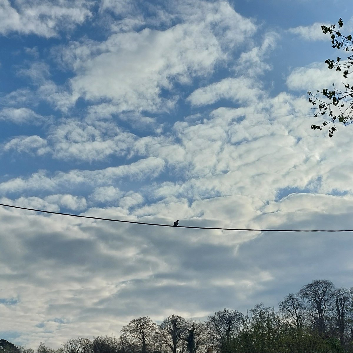 wlhaydock's tweet photo. Hazy light for this morning's walk #treeshapes #hazylight #riverliffey #pigeon https://t.co/JlYYZubpeA
