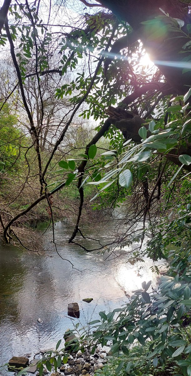 wlhaydock's tweet photo. Hazy light for this morning's walk #treeshapes #hazylight #riverliffey #pigeon https://t.co/JlYYZubpeA