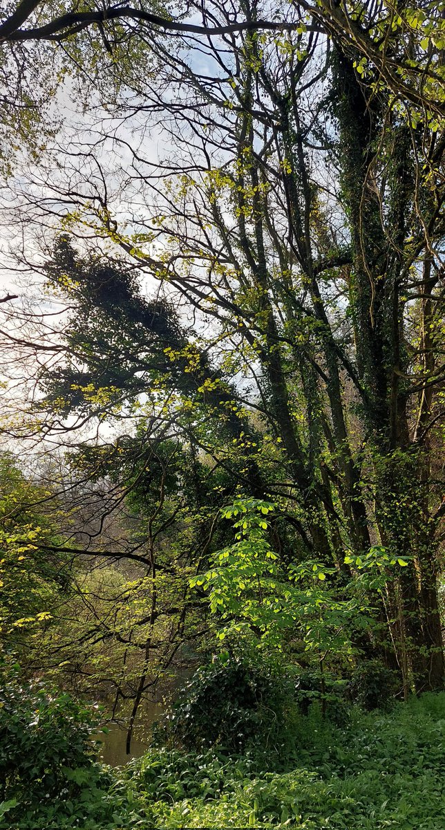 wlhaydock's tweet photo. Hazy light for this morning's walk #treeshapes #hazylight #riverliffey #pigeon https://t.co/JlYYZubpeA