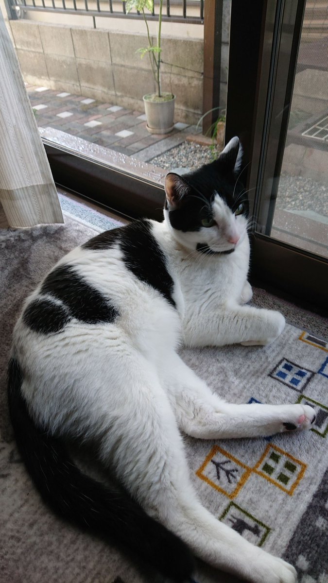 アレクの里親様⁡からお写真頂きました😊アレクの保護主さん、アレク幸せそうに暮らしていますよ(*´꒳`*)❤︎

#ブルーキャットカフェ #bluecatcafe #岡山 #カフェ #岡山カフェ #問屋町 #問屋町カフェ #猫カフェ #猫 #ネコ #里親 #ネコカフェ #里親募集