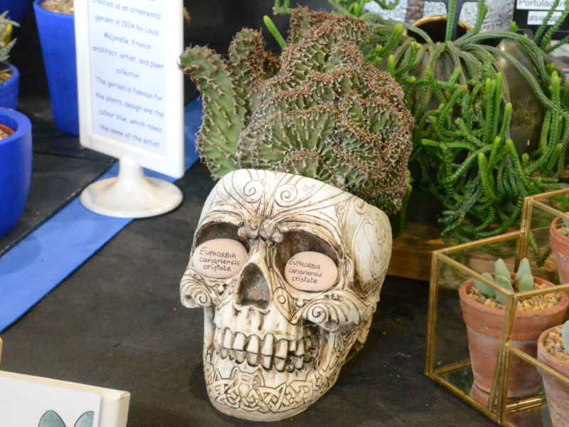 MandyCanUDigIt's tweet photo. My review of #HarrogateSpringFlowerShow. Congrats to Best in Show winners @plantagogo! Full Floral Art results Quirky pics from @ipa_music . @HarrogateFlower #harrogateflowershow #gardening #gardenshour #gardeningtwitter https://t.co/dCTuLrZbUd https://t.co/n3StT1FK8K