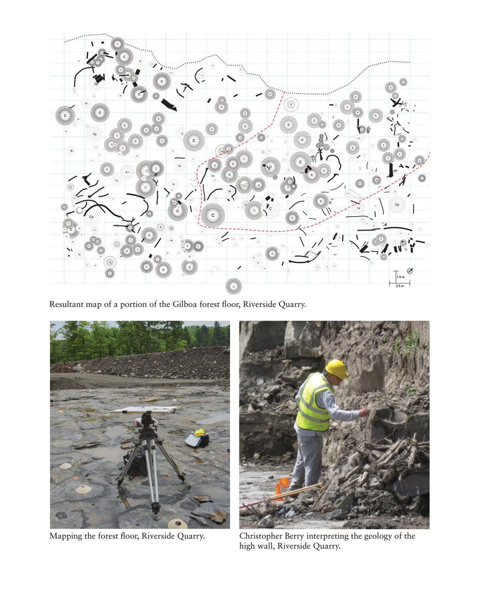 Now in stock – The Catskill Fossil Forest nhbs.com/the-catskill-f… A richly illustrated history of petrified trees and the world's oldest forest <a href="/PaleoSoc/">The Paleontological Society</a> <a href="/palass/">lisa sillerman</a> <a href="/SVP_vertpaleo/">SVP</a> <a href="/BSBIbotany/">BSBI: Botanical Society of Britain & Ireland</a> <a href="/Botanical_/">Botanical Society of America</a> <a href="/ASPB/">ASPB</a> <a href="/CBHLTweets/">Council on Botanical & Horticultural Libraries</a> <a href="/arbortrarypod/">Completely Arbortrary</a>