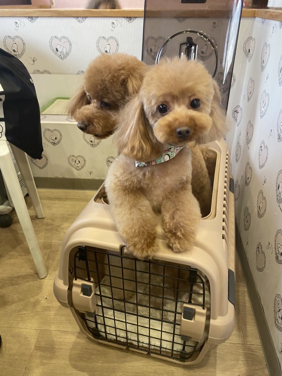 takapoo_'s tweet photo. cocoさんでトリミング✂️
可愛くしてもらいました✨

いつも2人に癒されています😌
モデル「つむぎ＆まる」

#犬 #dog #トイプードル #タイニープードル #プードル #トイプー #poodle #toypoodle ＃ボサボサ #ボサボサ期 #カット #cut #トリミング #trimming #coco #cocorich #Onekogurashi https://t.co/t3YxfbK61v