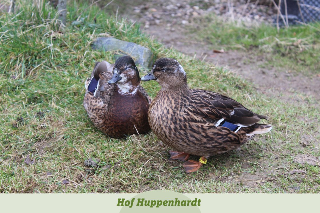 Hallo zusammen, Eddy hier! 🦆 Habt Ihr Lust, mich mit einer Patenschaft zu unterstützen? Darüber würde ich mich riesig freuen ❤️

hof-huppenhardt.de/die-tiere/

#tierschutz #ente #enten #stockente #zwergstockente #blin #blindeente #patenschaft #patewerden #patinwerden #unterstützen