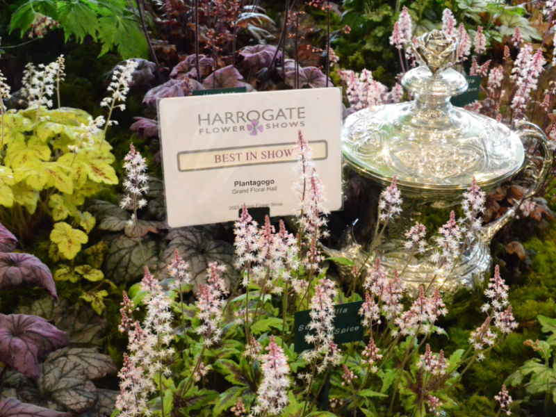 MandyCanUDigIt's tweet photo. My review of #HarrogateSpringFlowerShow - final day today. Congrats to Best in Show winners @plantagogo! Full Floral Art results. Pics from @ipa_music . @HarrogateFlower #harrogateflowershow #gardening #gardenshour #gardeningtwitter https://t.co/dCTuLrZJJL https://t.co/1Br2wq9bZz