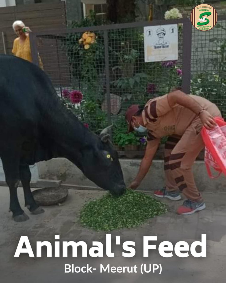 GreenSwelfares's tweet photo. The dedicated volunteers of the Shah Satnam Ji Green “S” Welfare Force Wing have been doing a tremendous job in ensuring that even stray cows are taken care of. 
Volunteers have been arranging food for these animals and making sure that they are well looked after.
#AnimalWelfare #Kindness