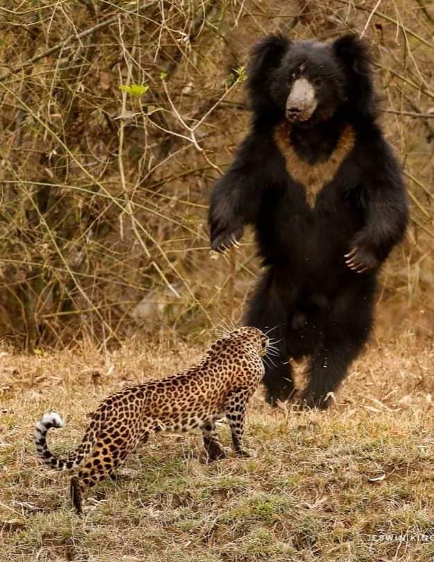 WildLense_India's tweet photo. What a Momment captured. #Tadoba 
PC Jeswin Kingsley https://t.co/TBU8HuG7SF