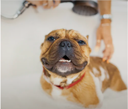 pn_pet's tweet photo. Have you tried our new pedigree plus for puppies ? 

https://t.co/FuNJLzME19

#pedigree #puppies @wearefordogs 😀 👍 https://t.co/MDBTrxe8oX