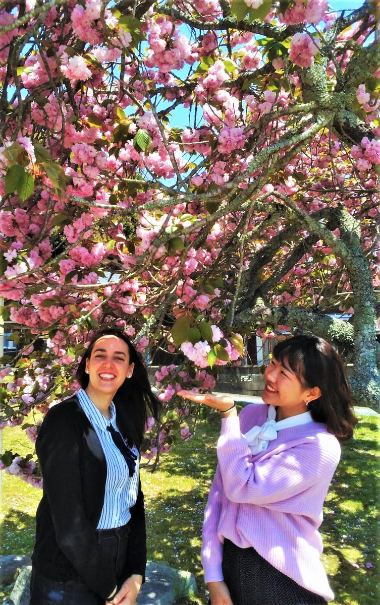 venayamaguchi's tweet photo. 🌸Para los que habéis llegado un poquito tarde para los cerezos esta primavera (por cerezos nos referimos a los clásicos somei-yoshino), no desesperéis porque en muchos lugares de Japón aún están floreciendo las variedades de pétalos múltiples, que se llaman “yaezakura” (八重桜). https://t.co/IveCbvLVAc