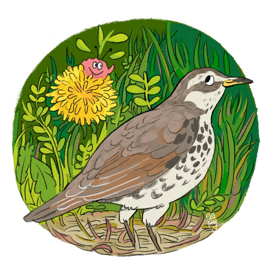 ツグミを先週末も見かけましたが、春も深まりきっとそろそろ飛び立っているだろうな・・と思います。また来年👍
#野鳥観察 https://t.co/3up0qBJPT2