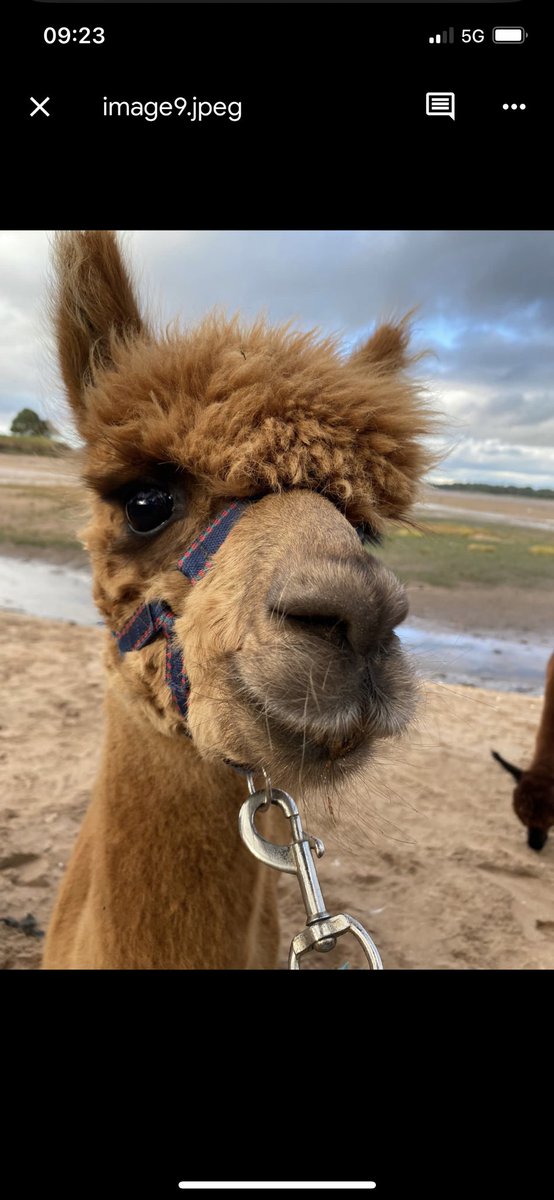 Are you an animal lover?
From cake with chihuahuas to adventuring with alpacas, SURGE covers the 5 best #animal experiences you can count on one paw 🐶🦙

Read the full article with the link below:
surgemag.org/scotlands-top-…