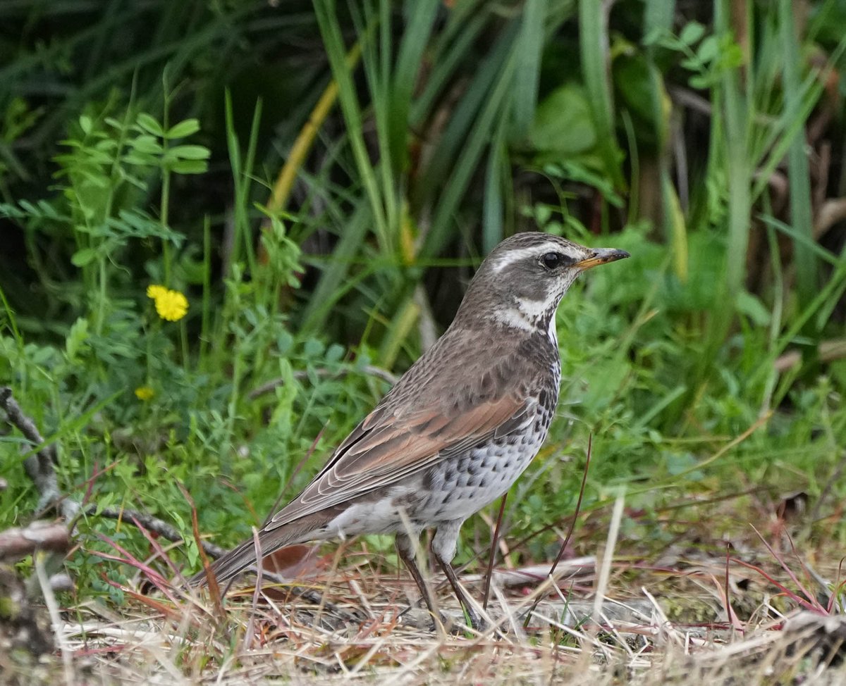 こちらがツグミ本人です！（家族撮影📷） https://t.co/CewTgu4Q7m