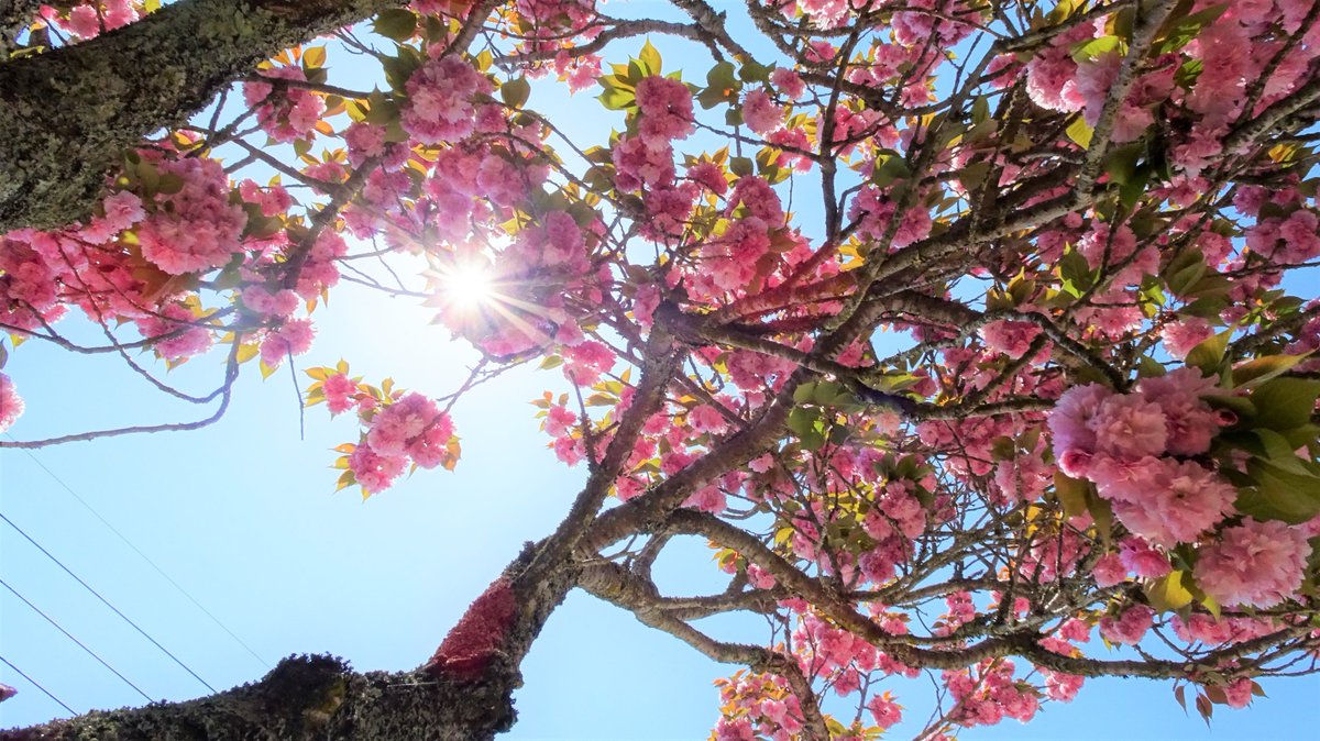 venayamaguchi's tweet photo. 🌸Para los que habéis llegado un poquito tarde para los cerezos esta primavera (por cerezos nos referimos a los clásicos somei-yoshino), no desesperéis porque en muchos lugares de Japón aún están floreciendo las variedades de pétalos múltiples, que se llaman “yaezakura” (八重桜). https://t.co/IveCbvLVAc