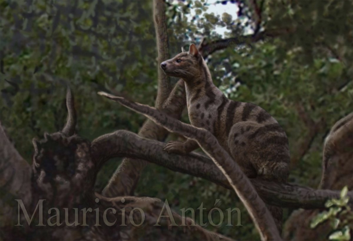 ManuelSalesa's tweet photo. For this #FossilFriday a new species of mammal predator (Hyaenodonta) from the Middle Eocene of Soria (Spain) published in @AnatRecord by a team from @UNED and @mncn_csic : @Gemmula @MAntonPaleoart @yre_mar @frco_ortega and myself https://t.co/e6r08YFVop