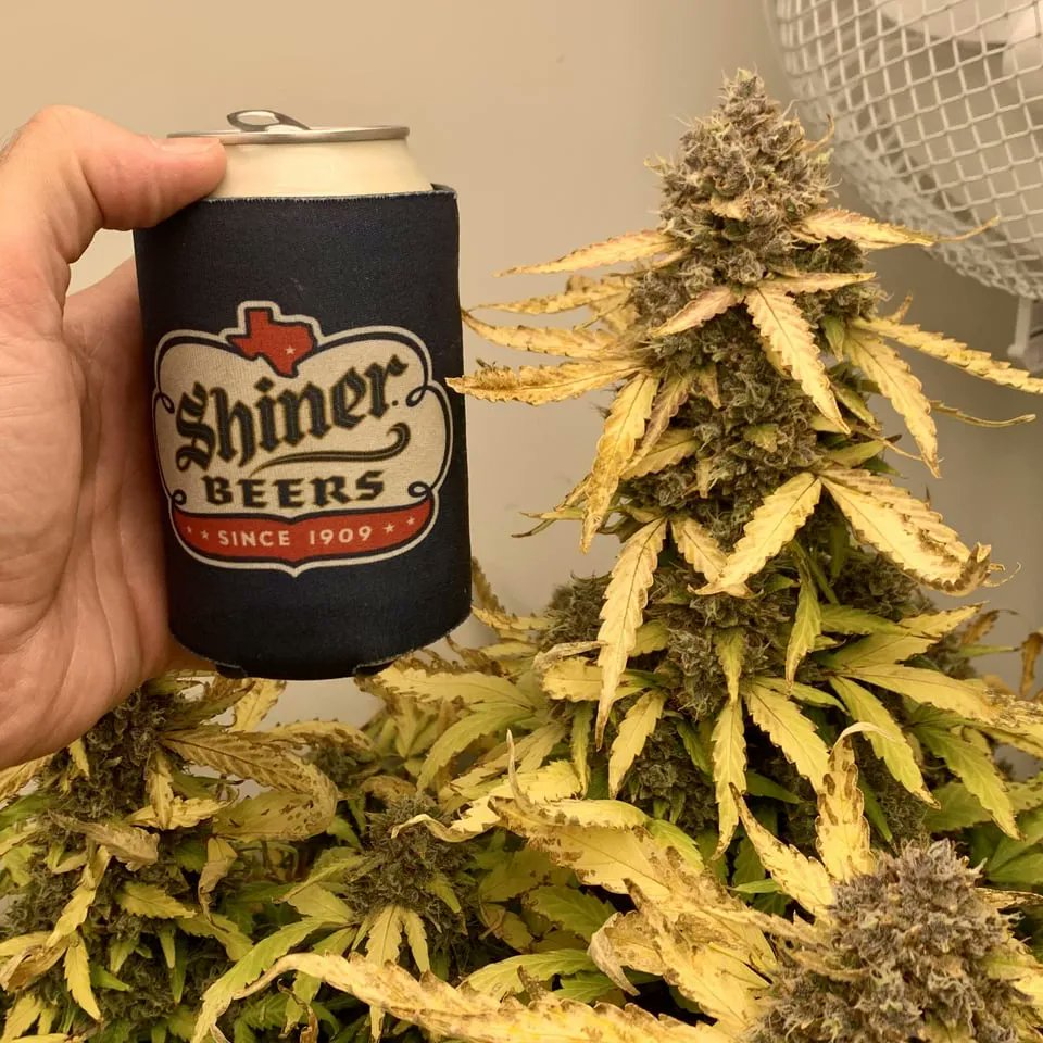 cana_kush's tweet photo. #microgrowery - Big HAPPY 420 Bud! https://t.co/xoZOl2xk3E https://t.co/hzTaNGkwAN
