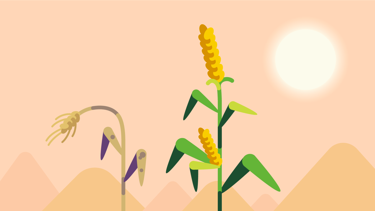 gain4crops's tweet photo. Did you know that not all plants do photosynthesis in the same way?

Check our new infographic 🌄 and explore how one rare type of photosynthesis—more efficient in hot and dry environments—could help us increase crop sustainability and resilience! 🌾🔄

https://t.co/DaW7Hpa7SG https://t.co/0FyVOM1F96