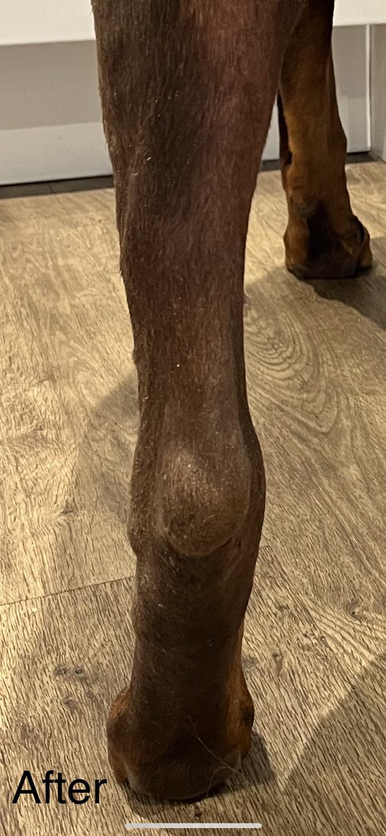 DobermanRoxythe's tweet photo. #MurphysLog 21.4.23
We decided to try some massage therapy on Murphy to see if we can ease the swelling in his left hind leg (It helped Roxy massively) - 2 sessions in and we’re pleased to say the swelling has indeed gone down considerably. 🥰
#Lymphoma #MurphyTheDobermann https://t.co/MAUMiQ2KCX