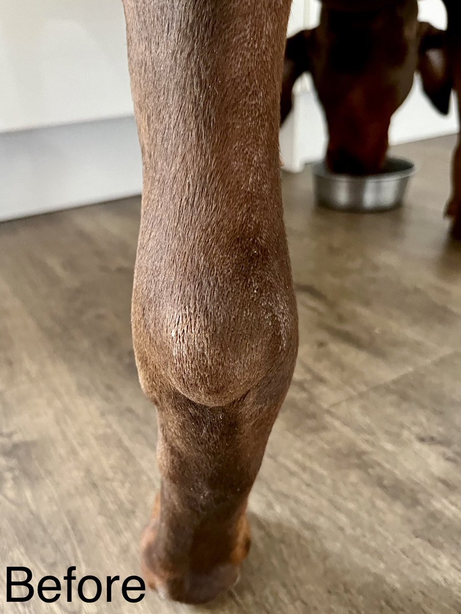 DobermanRoxythe's tweet photo. #MurphysLog 21.4.23
We decided to try some massage therapy on Murphy to see if we can ease the swelling in his left hind leg (It helped Roxy massively) - 2 sessions in and we’re pleased to say the swelling has indeed gone down considerably. 🥰
#Lymphoma #MurphyTheDobermann https://t.co/MAUMiQ2KCX