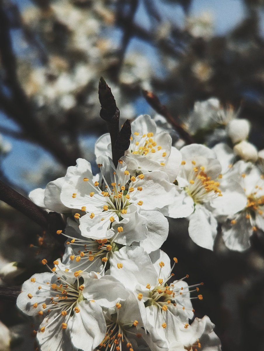 EvaHappyChild's tweet photo. Поймала дзен.

#весна #SpringBreak #NatureBeauty #Flowers #myart #MYWORLD https://t.co/hi8QgF2pxZ