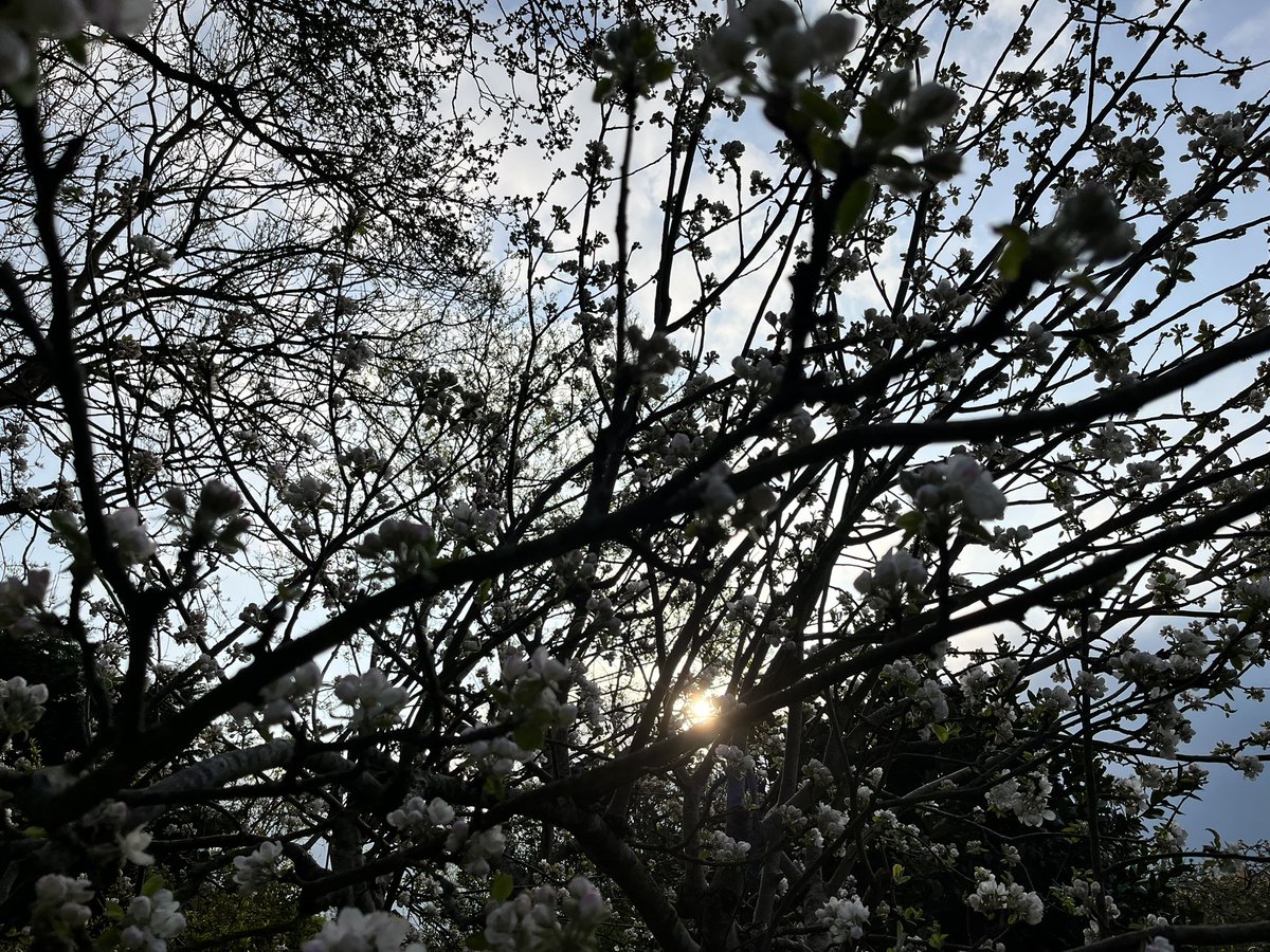 Hannah in Devon on Twitter "The sun is shining this morning and I woke