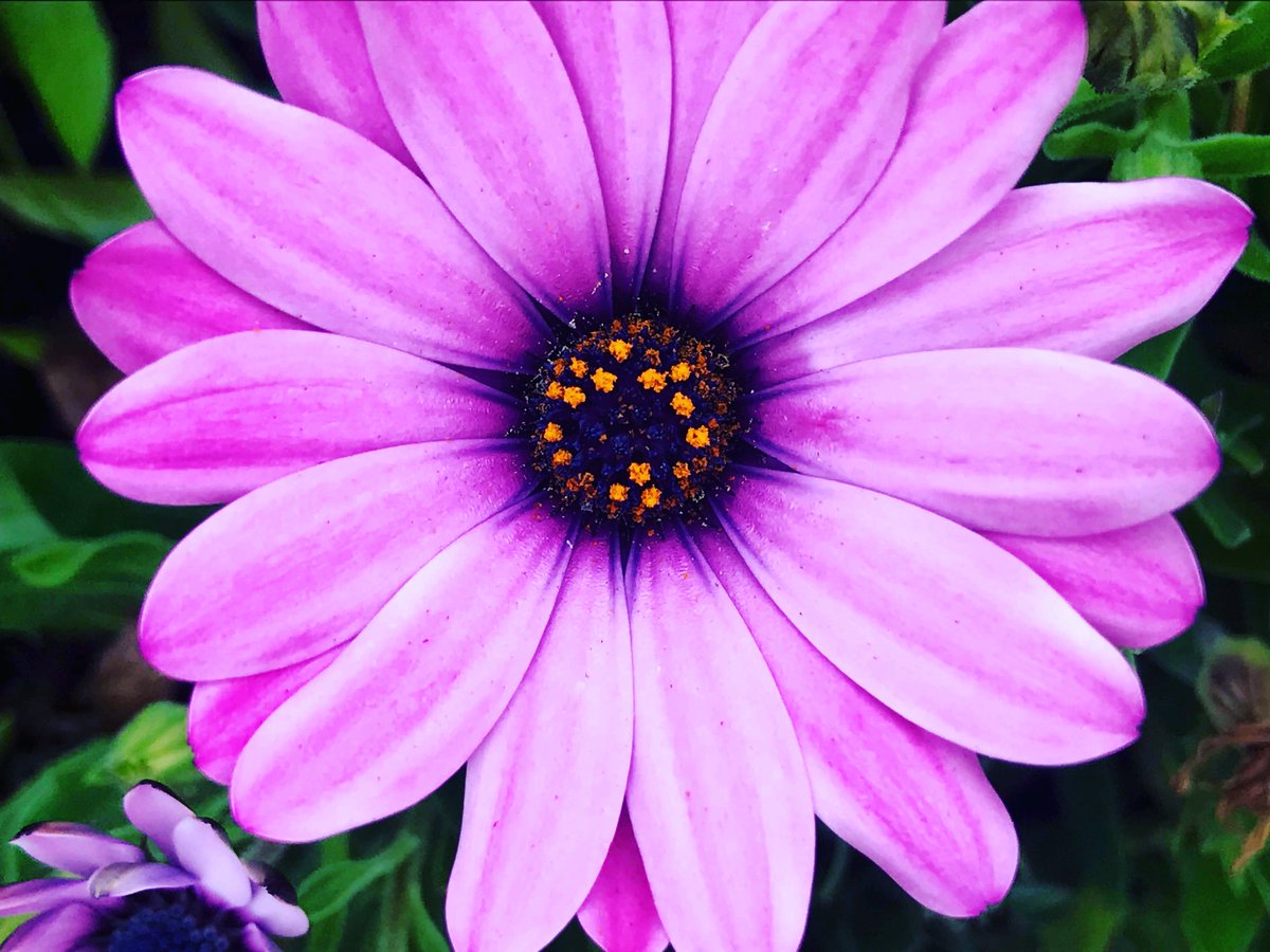 HotelAlexandre3's tweet photo. Natural.
#naturalbeauty #simplethings #flower #instaflower #instaspring #cotedazurfrance #Cannes2023 #marguerite #daisies #daisy #cute #natural https://t.co/7JY4lD8en8