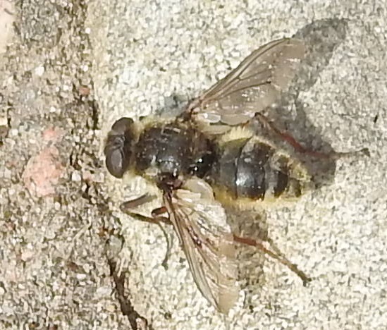 bscgscotland's tweet photo. A cuddly looking #fly (photod June 9 2018 at #ACM) still with no id (but seen at a #biodiversity hot spot in the #Cairngorms, where in the same #June Deer warble fly Hypoderma diana was photod). #FridayFlyPhotoArchive #SaveACM https://t.co/WP2D8YdPuK