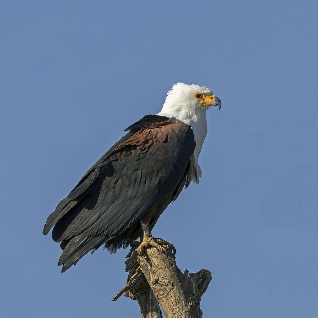 SLIMDOGGZ's tweet photo. A wise man once said, if you want to bark play with dogs and if you play with eagles eventually you learn how to fly...Make a wise choice in life. I choose to fly. https://t.co/FEAHEdTpEj