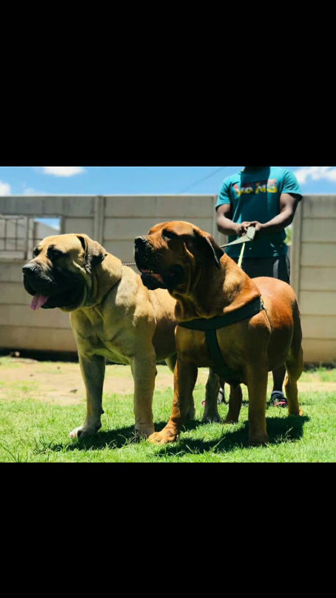 SLIMDOGGZ's tweet photo. A wise man once said, if you want to bark play with dogs and if you play with eagles eventually you learn how to fly...Make a wise choice in life. I choose to fly. https://t.co/FEAHEdTpEj
