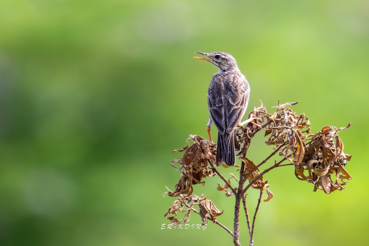 ErikDing868's tweet image. #paddyfieldpipit 

#birds #birdwatching #bird #nature #birdphotography #birdsofinstagram #wildlife #naturephotography #birding #wildlifephotography #birdlovers #photography #naturelovers #birdstagram #birdlife #canon #animals #bestbirdshots #photooftheday #BBCWildlifePOTD