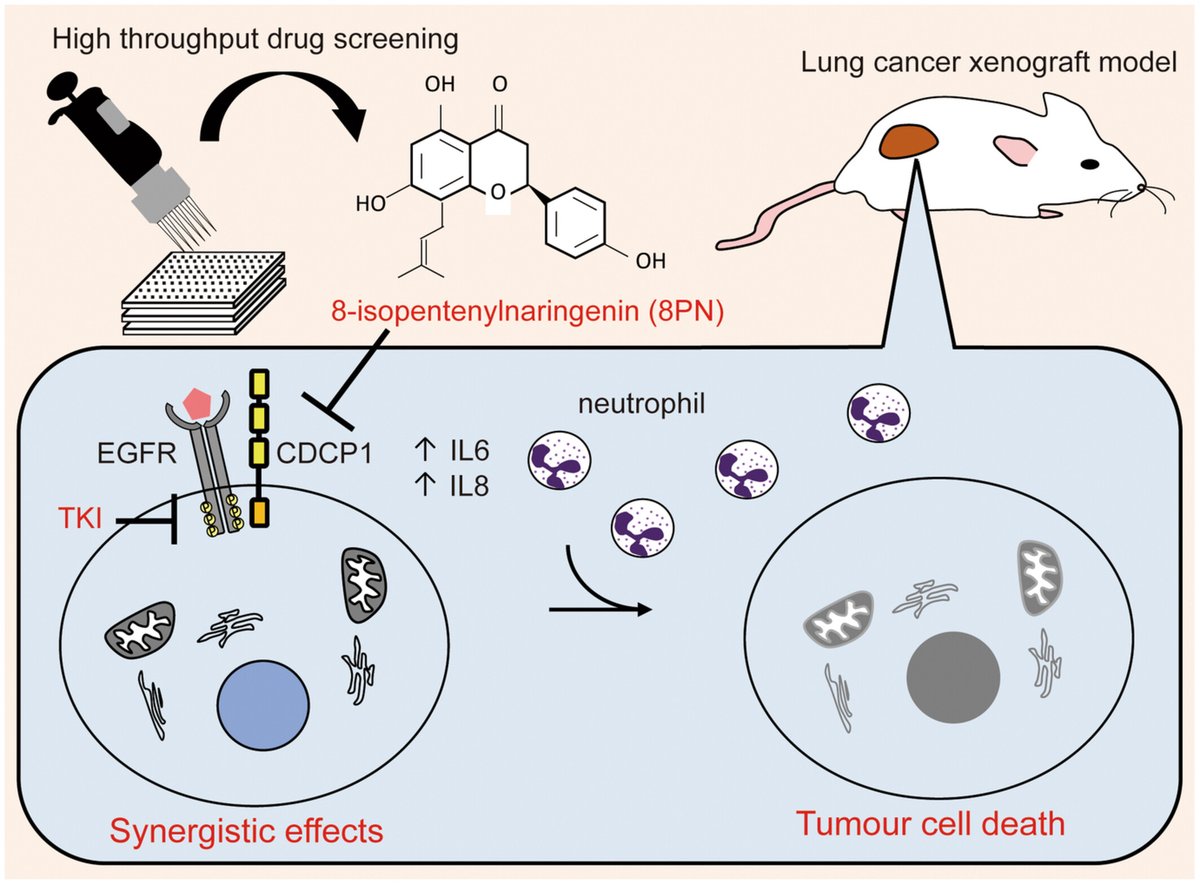 MolOncology's tweet photo. Inhibition of CDCP1 by 8-isopentenylnaringenin synergizes with EGFR inhibitors in lung cancer treatment

🔗https://t.co/h5pvLb2PRj

#EGFRi #LCSM #IL8
#EGFRsignaling #IL6 https://t.co/j7NvsVprSN